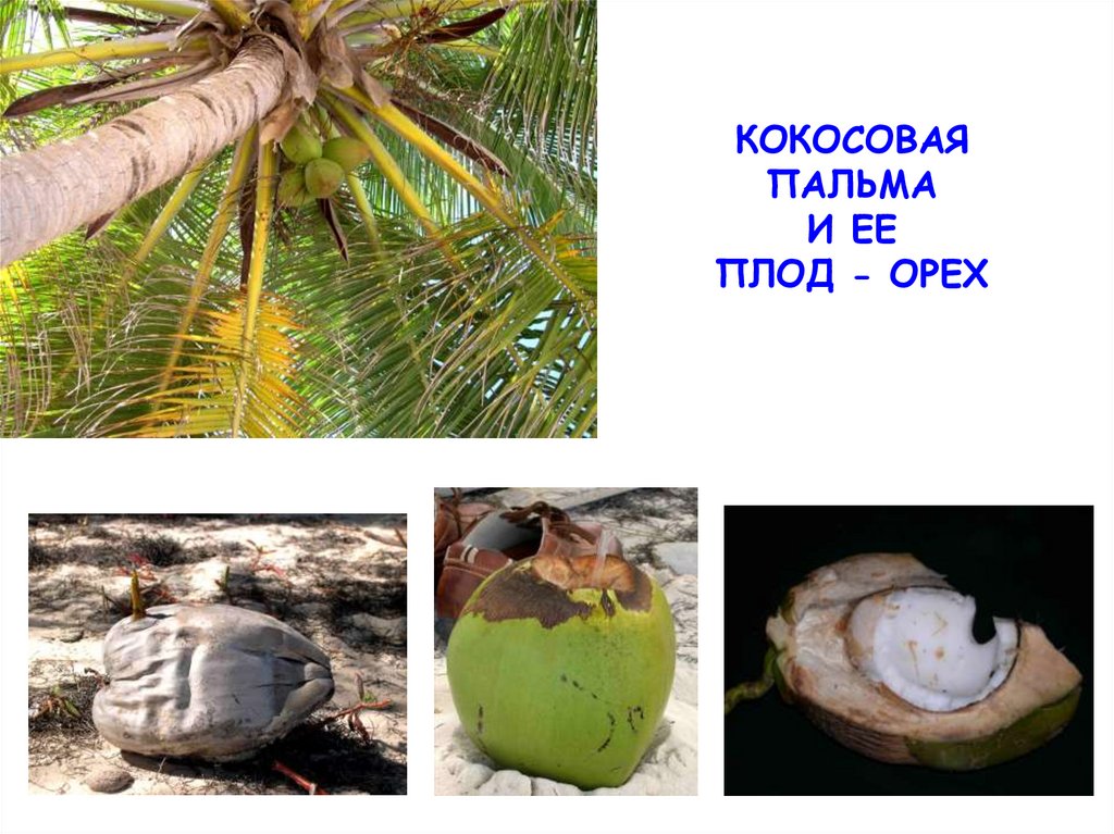 Coconut перевод на русский. Кокосовая Пальма плод. Семена кокосовой пальмы. Кокосы на Пальме. Пальма с плодами кокоса.