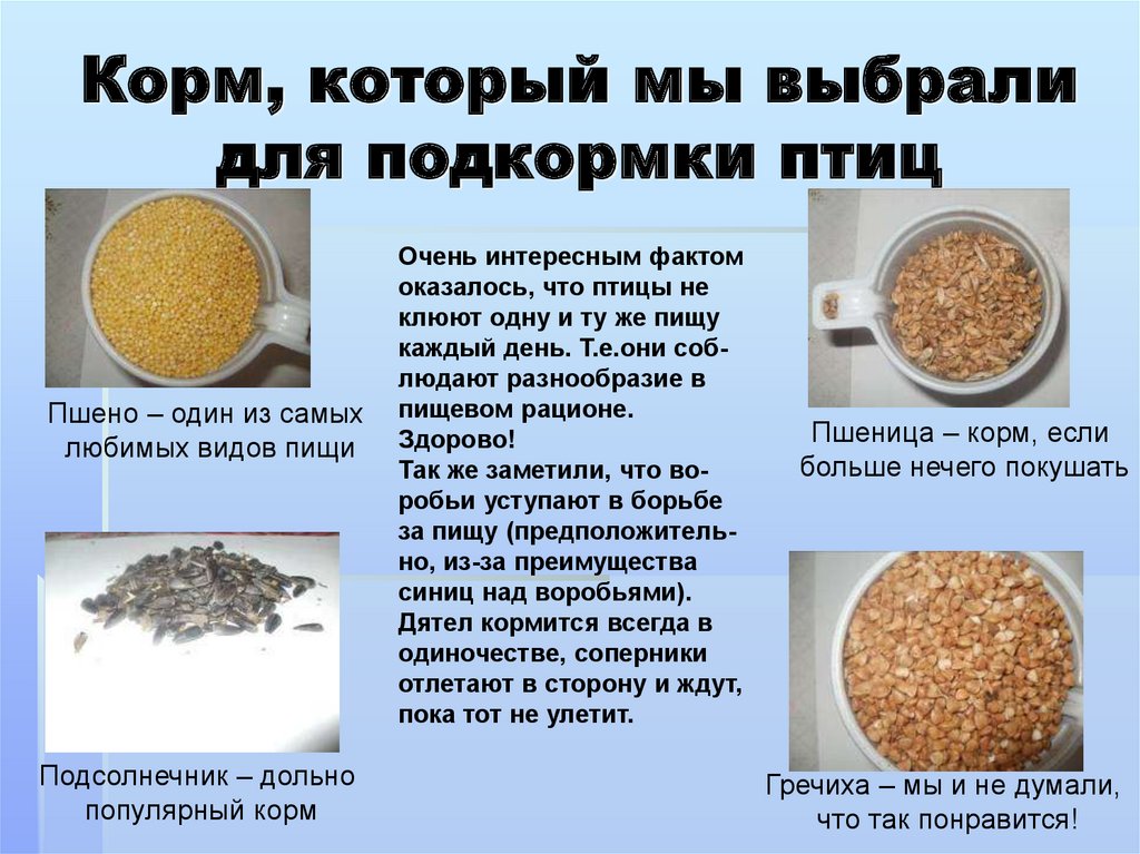 Корм, который мы выбрали для подкормки птиц