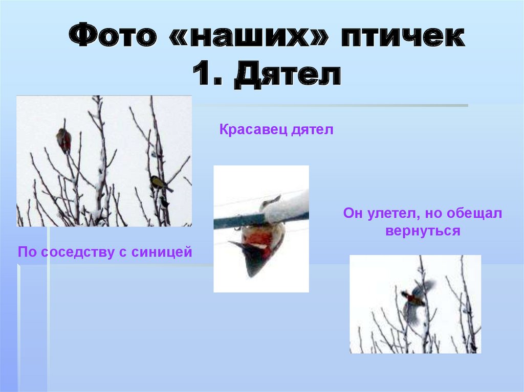 Фото «наших» птичек 1. Дятел