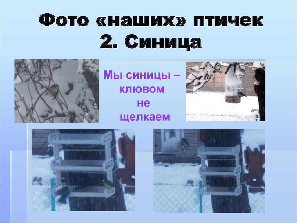 Фото «наших» птичек 2. Синица
