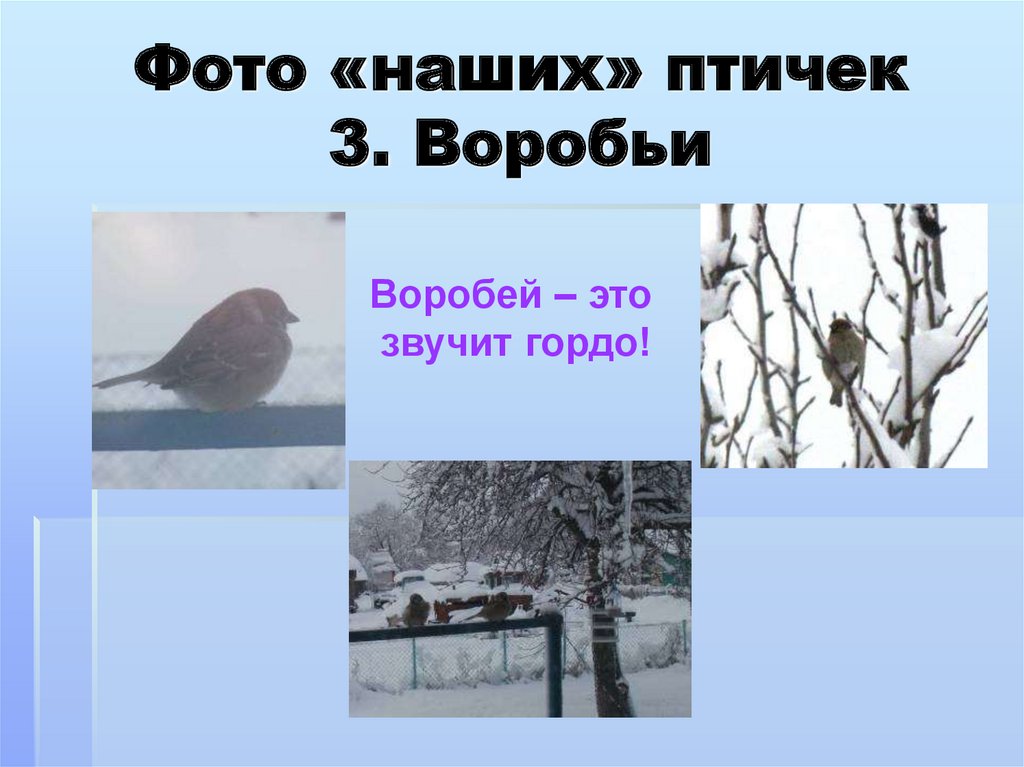 Фото «наших» птичек 3. Воробьи