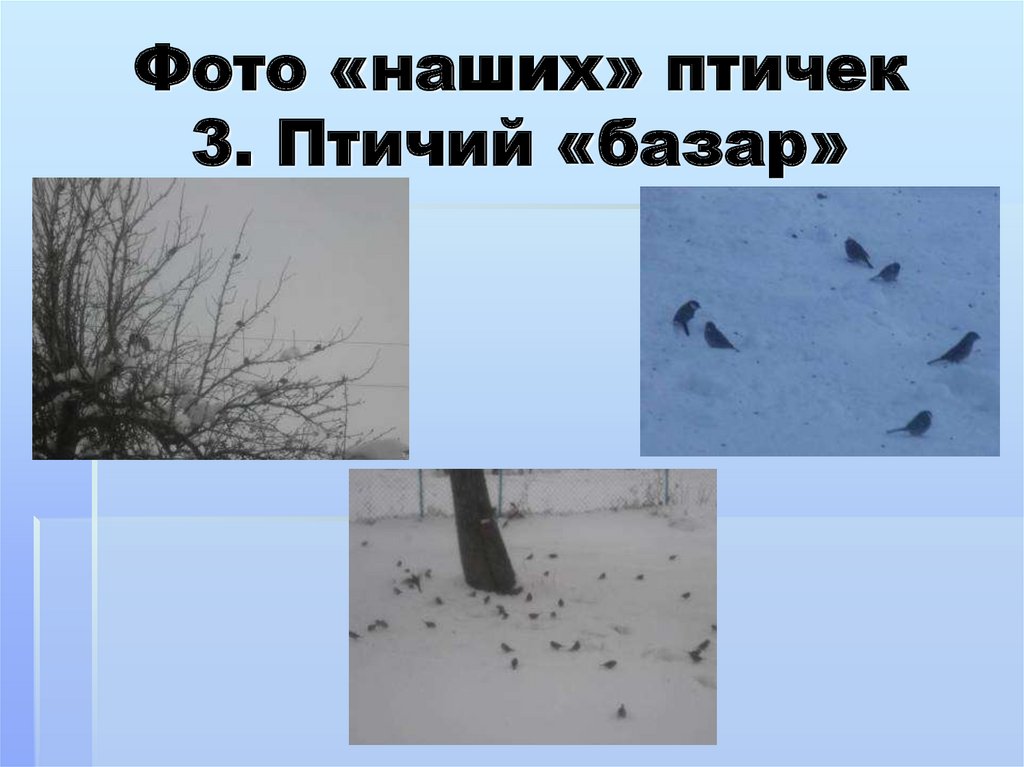 Фото «наших» птичек 3. Птичий «базар»