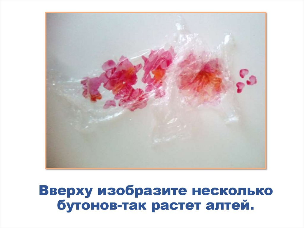 Вверху изобразите несколько бутонов-так растет алтей.