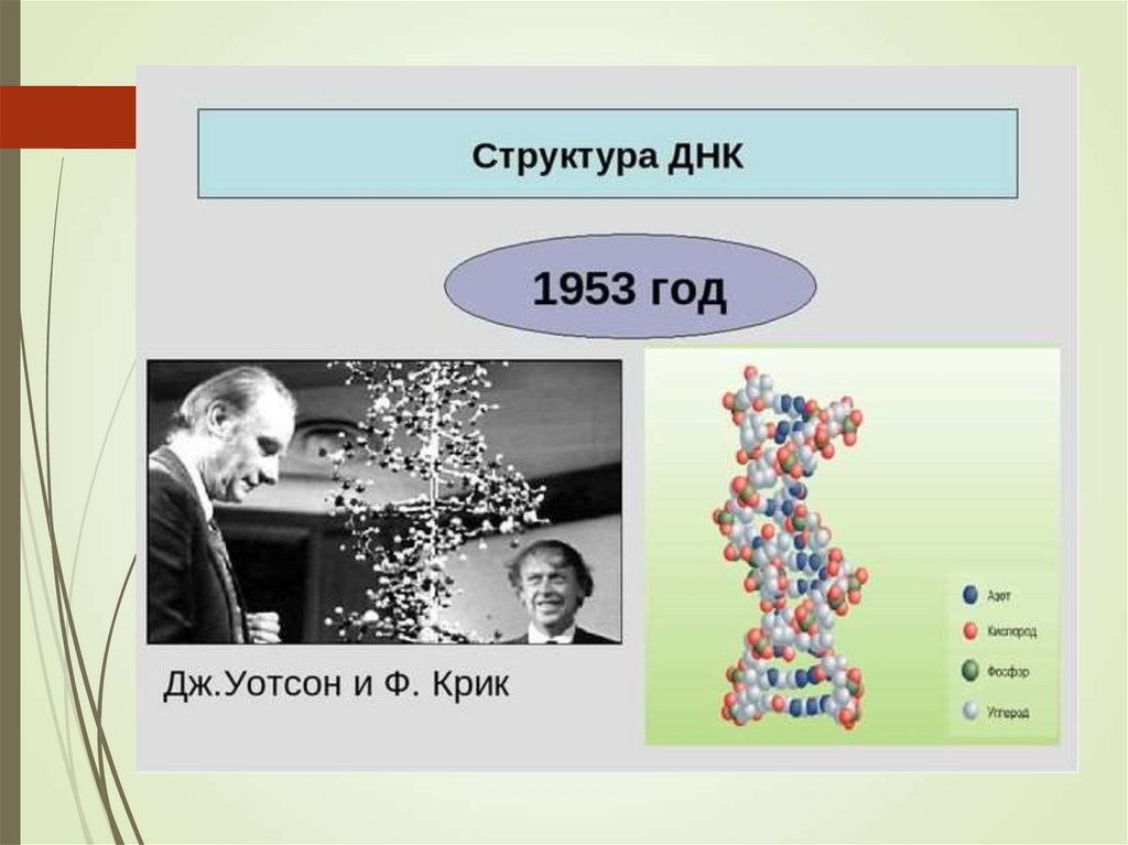 Открытые структуры днк. Структура ДНК 1953. Структура ДНК Уотсон и крик. 1953 Дж Уотсон. Уотсон и крик нуклеиновые кислоты.