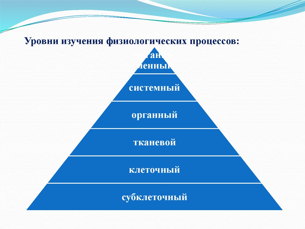 Уровни физиологической организации