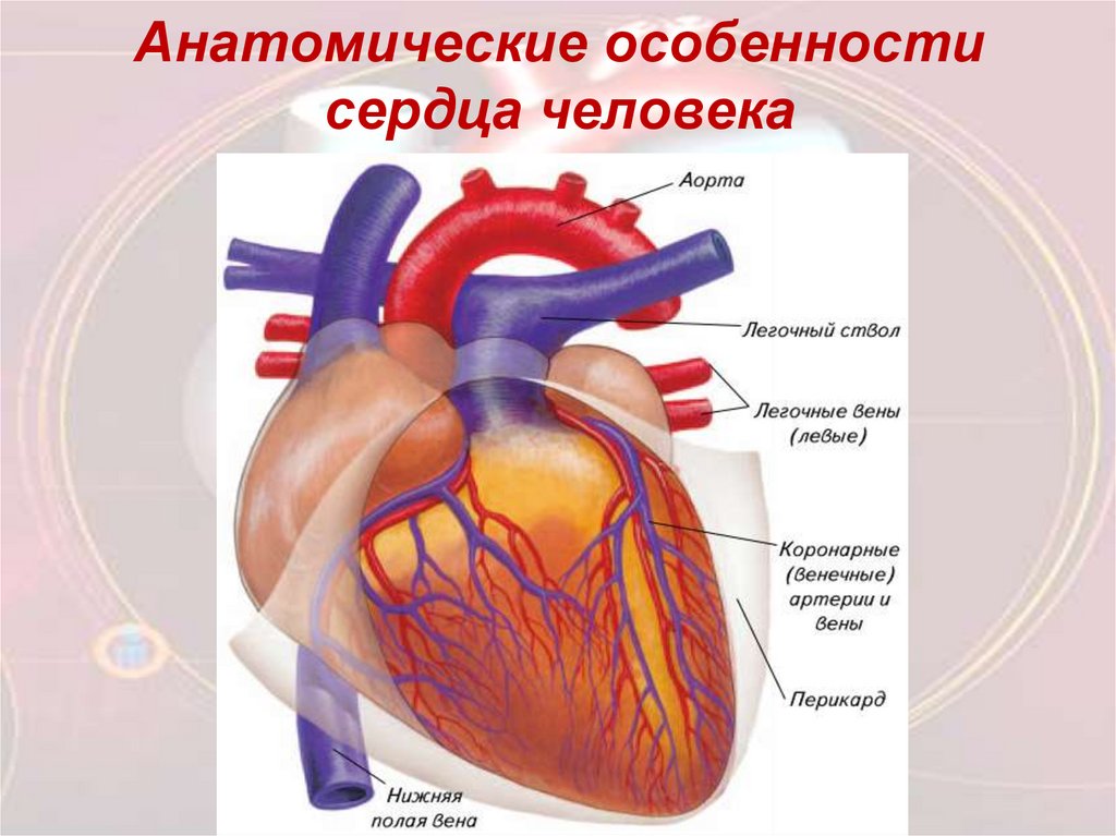 Особенности сердца