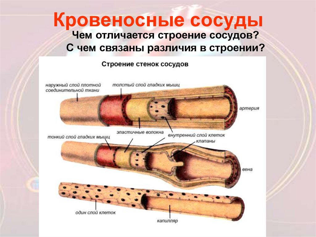 Строение стенки артерии