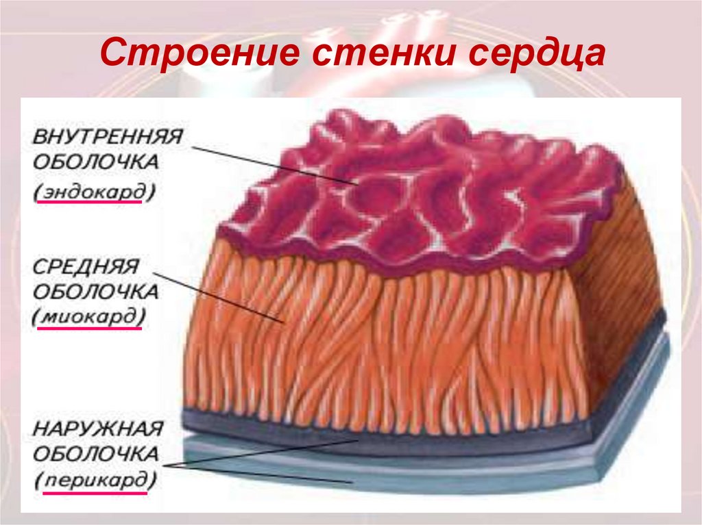 Левая стенка сердца