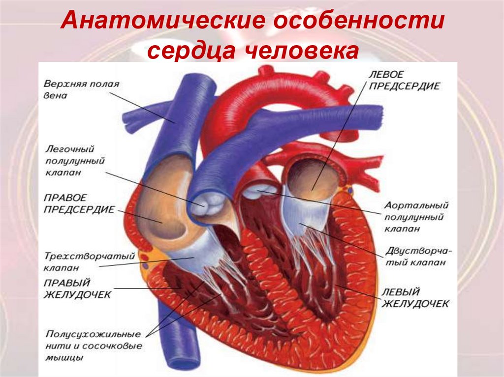 Презентация анатомия строение сердца