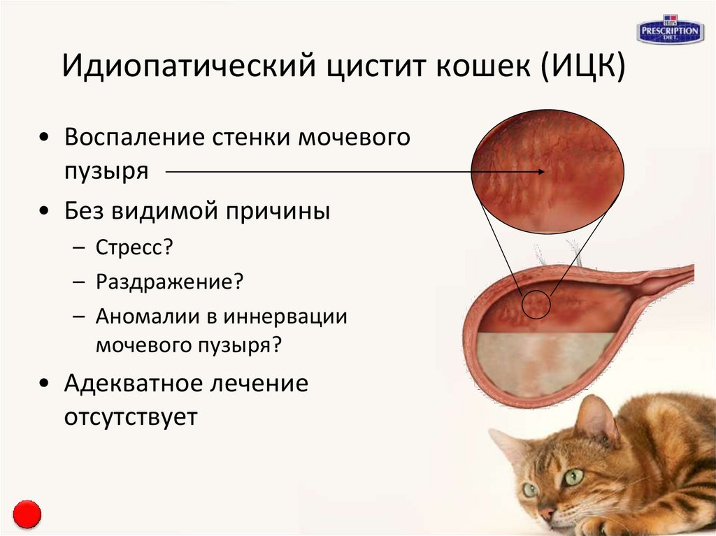 Деменция у кошек