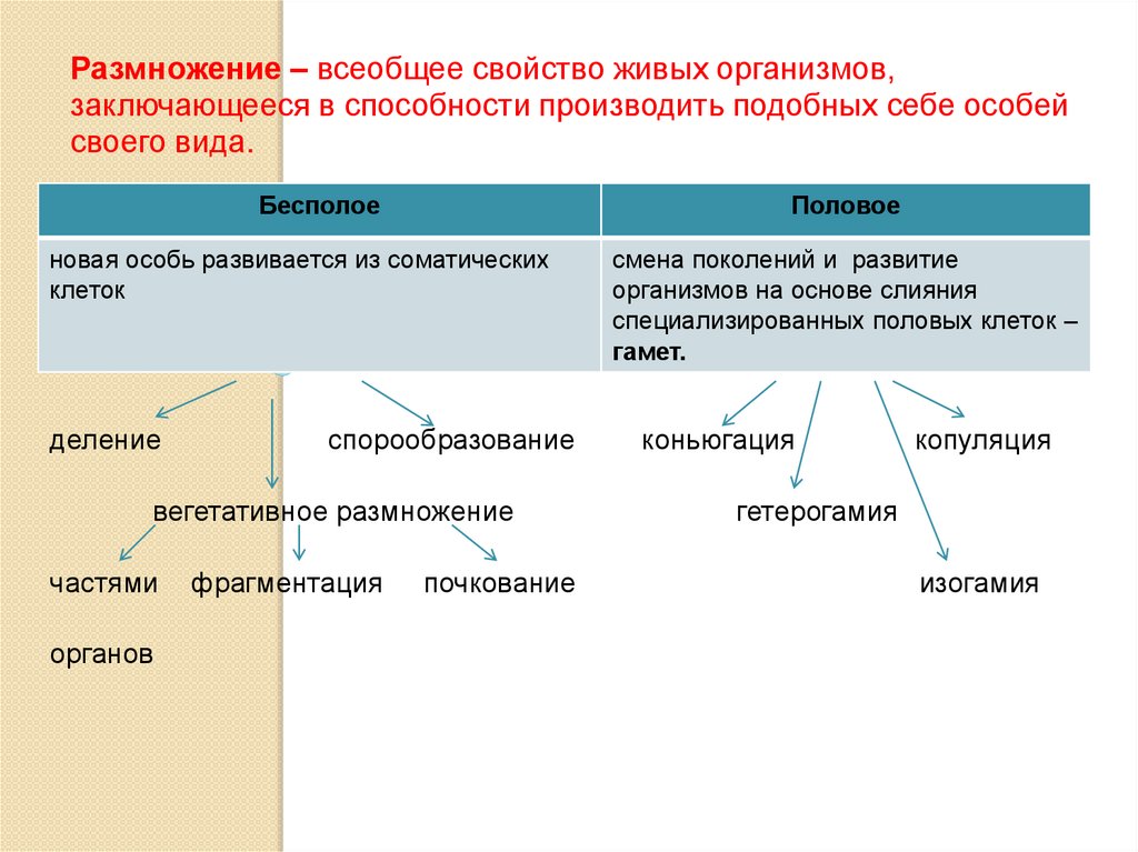 Активность как всеобщая характеристика