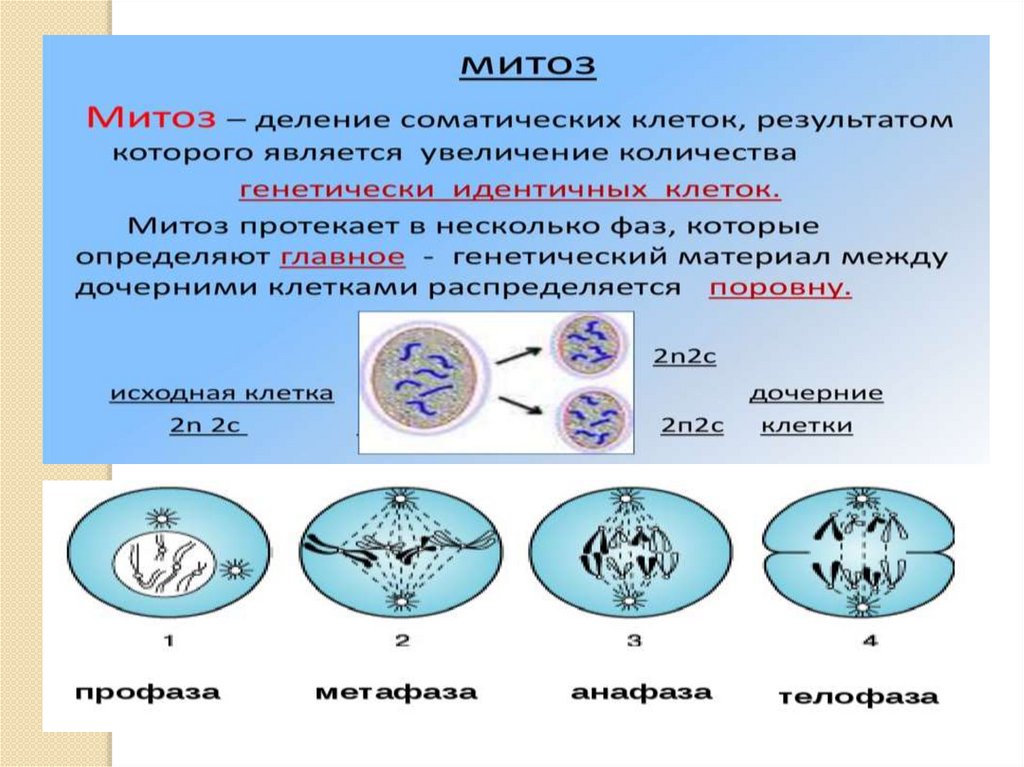 Процесс деления клетки этапы. Типы деления клеток митоз. Схема деления соматической клетки. Плоидность фаз митоза. Биологическое деление митоза.