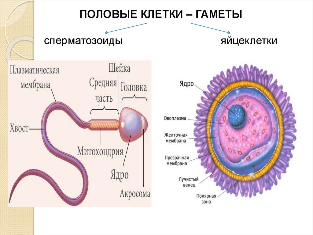 Рисунок половых клеток