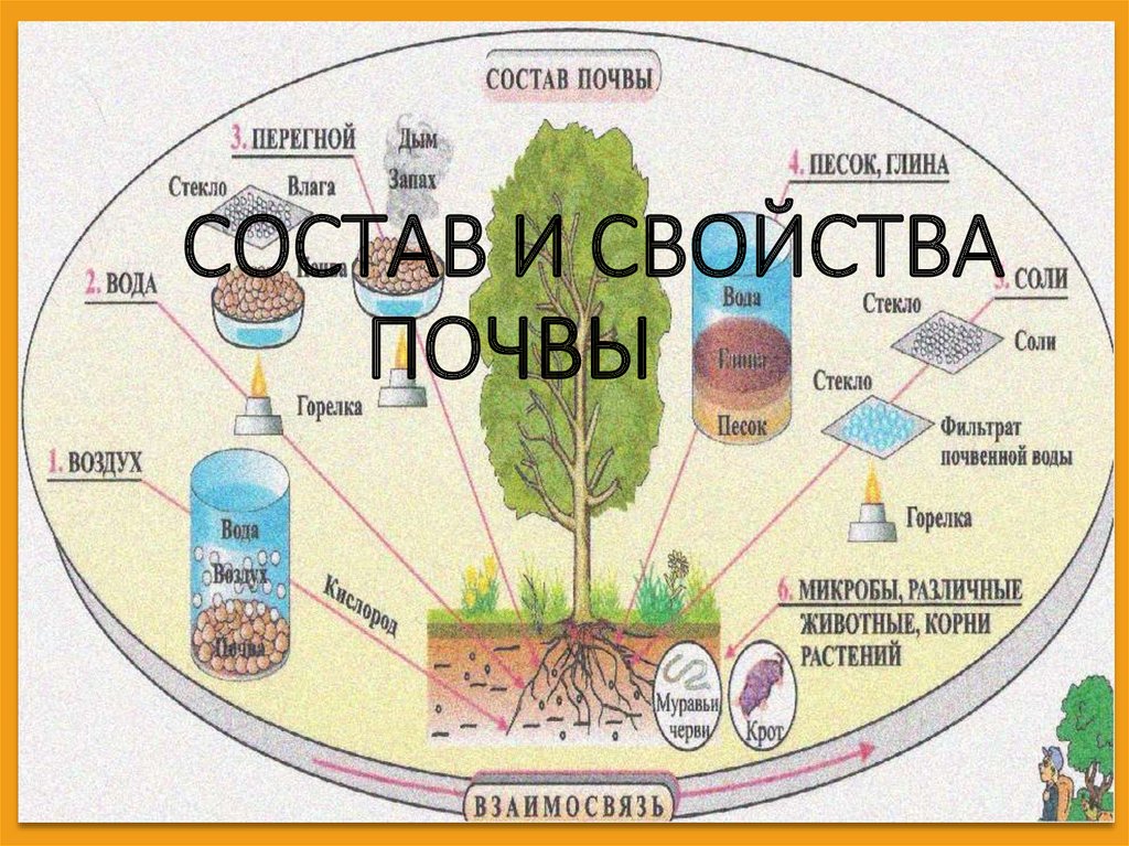 Состав и свойства почвы презентация