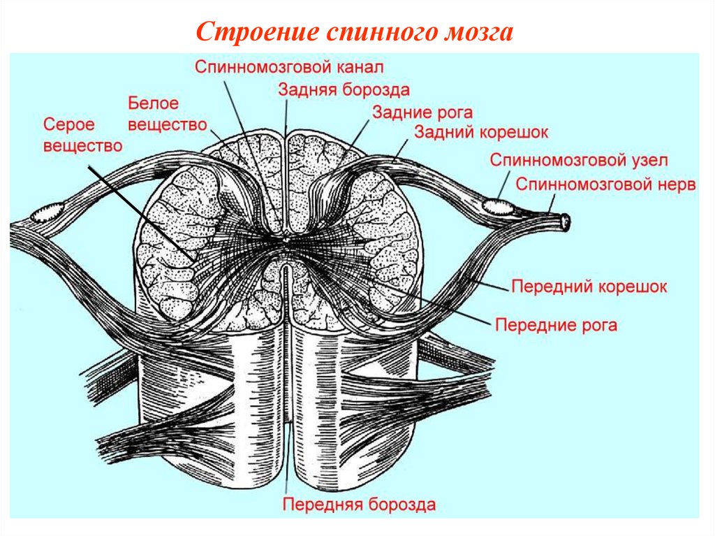 Передние и задние рога сегментов спинного
