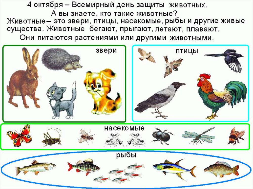 Презентация мир животных старшая группа