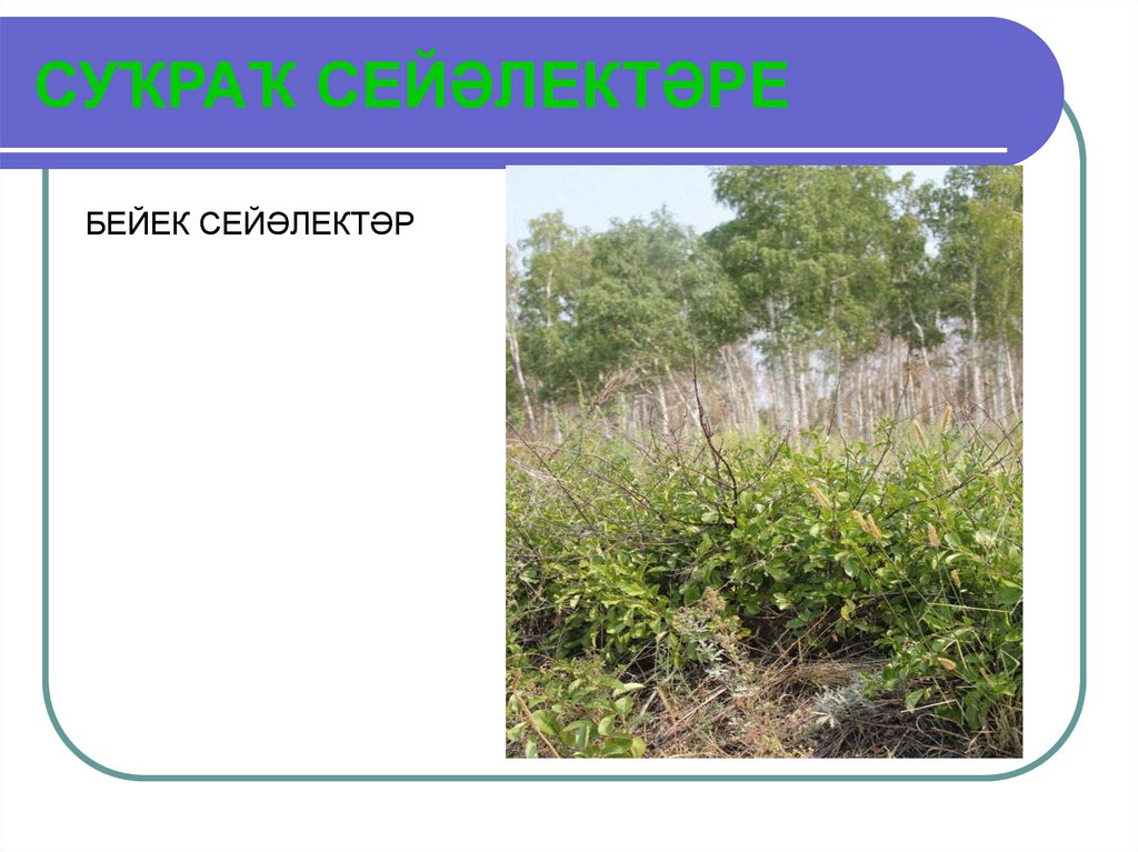 СУѓРАѓ СЕЙЂЛЕКТЂРЕ