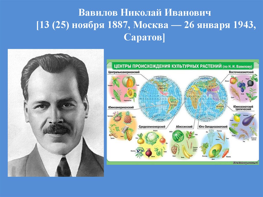 Презентация вавилов николай иванович вклад в науку