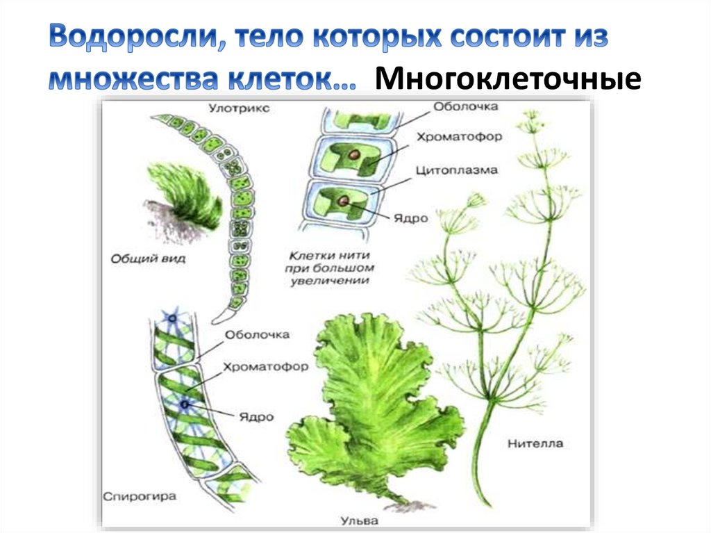 Водоросли относятся к растениям так как. Тело водорослей. Общая характеристика водорослей. Улотрикс строение. Жизненный цикл водорослей улотрикс.