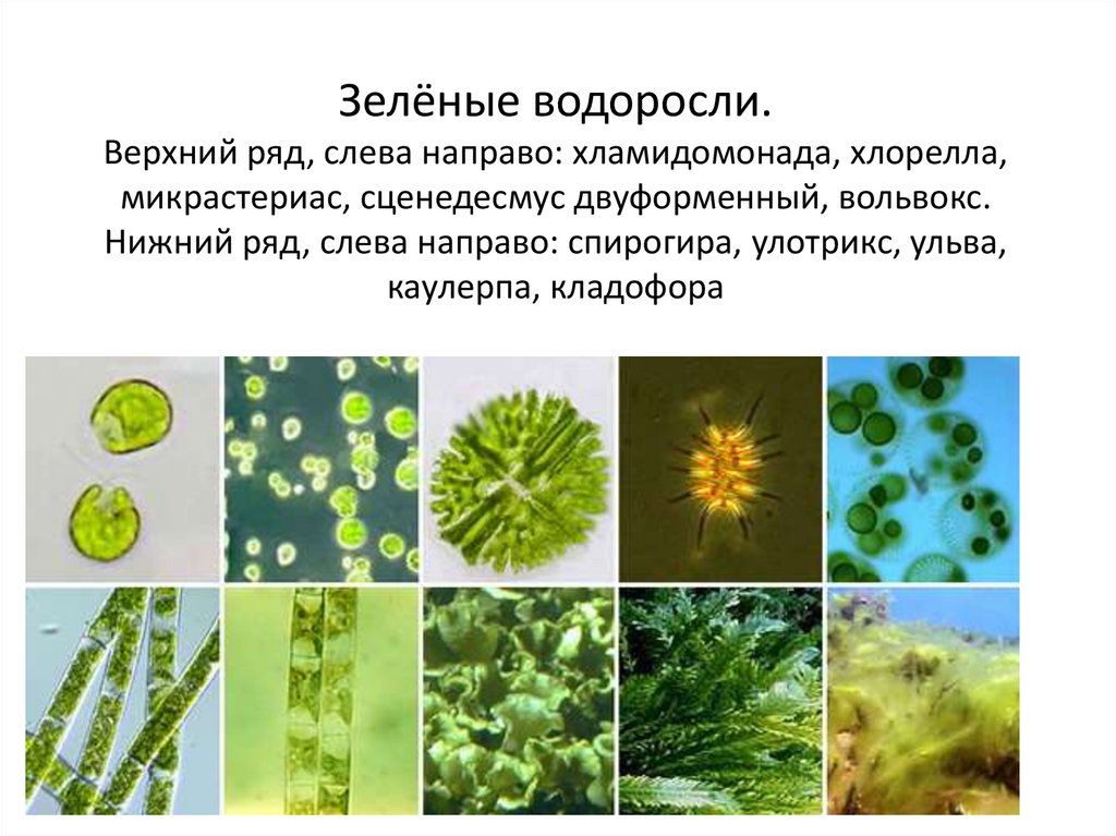 К водорослям относятся улотрикс. Ульва одноклеточная. Одноклеточные зеленые водоросли 5 класс биология. Хлорелла и вольвокс. Представители пирофитовых водорослей.