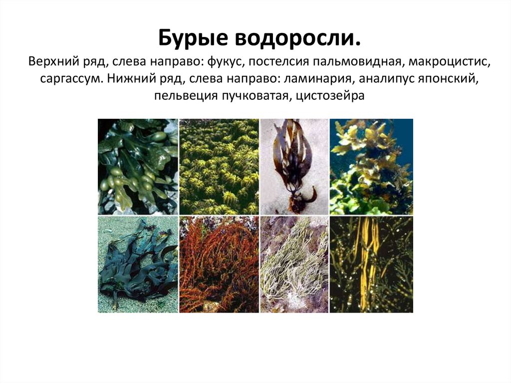 К отделу бурых водорослей относится. Бурые водоросли ламинария и цистозейра. Бурые водоросли фукус цистозейра рис 10. Пигменты бурых водорослей. Пельвеция водоросль.