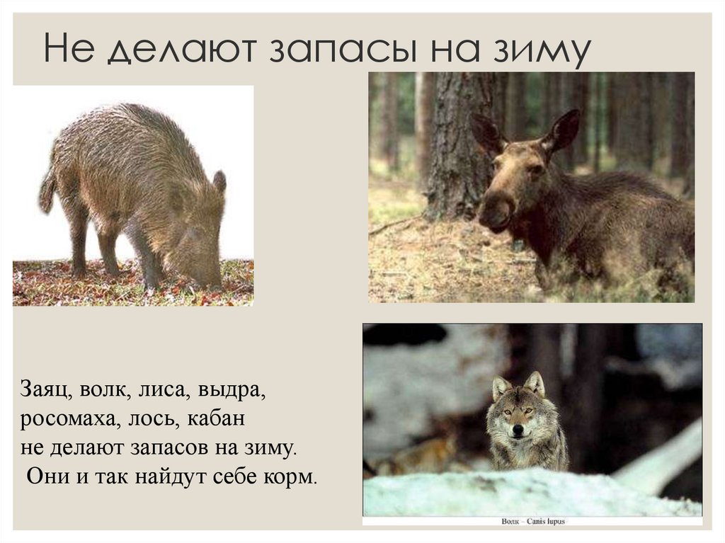 Лось кабан и волк. Какие животные делают запасы. Лось кабан лиса волк. Какие животные делают запасы на зиму. Животные которые запасают корм на зиму.