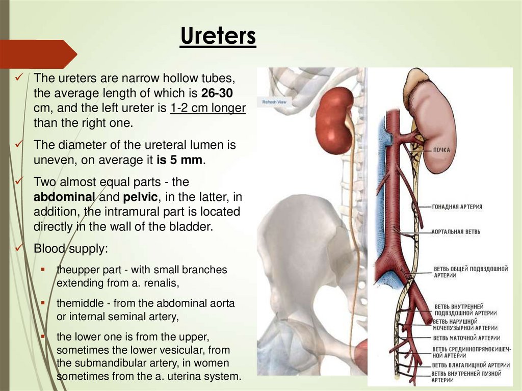 Порядок по урологии. Ureter анатомия. Какие части имеет ureter. Урология презентация.