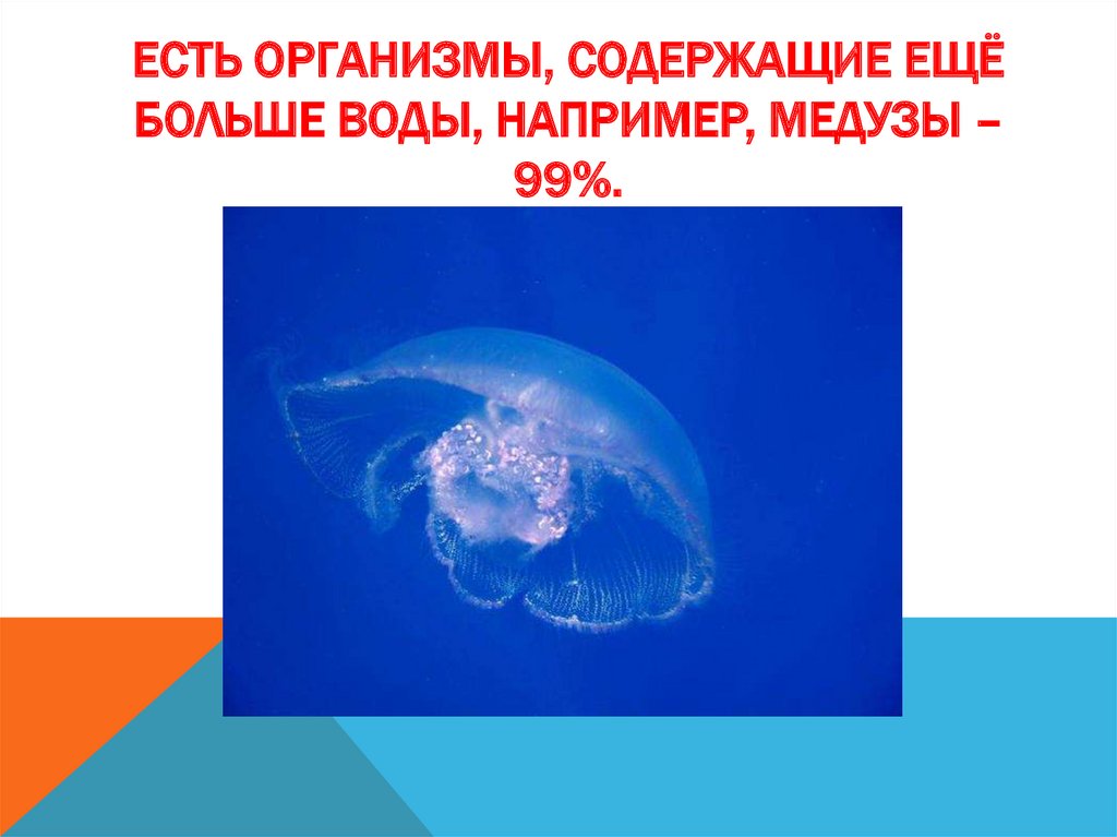 Есть организмы, содержащие ещё больше воды, например, медузы – 99%.