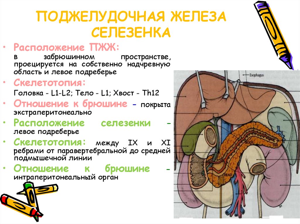 Анатомия поджелудочная железа расположение и рисунок человека