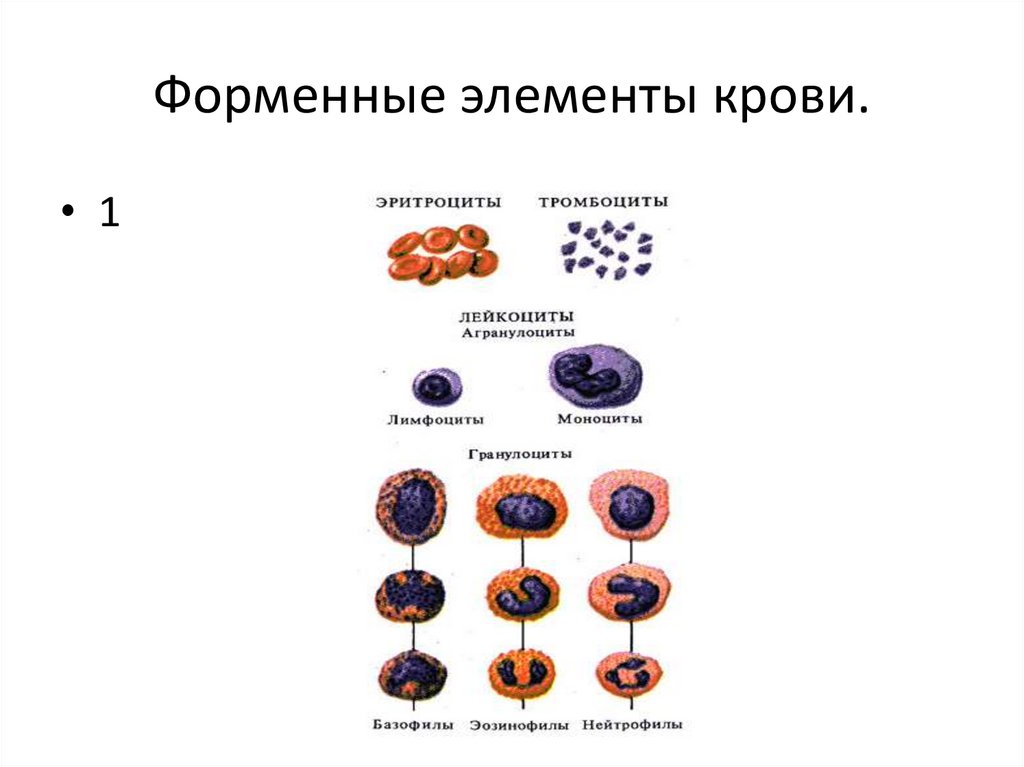 Элементы крови с ядрами