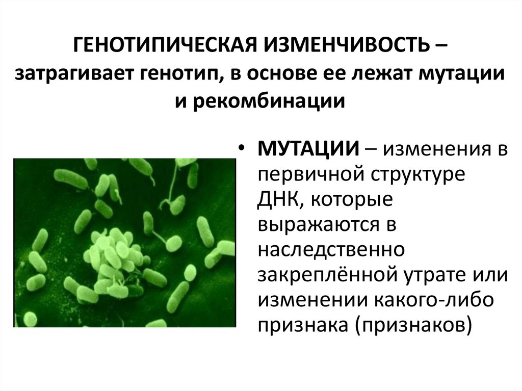 Генотипическая изменчивость презентация