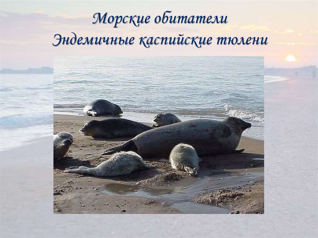 За поджог каспийского моря песня