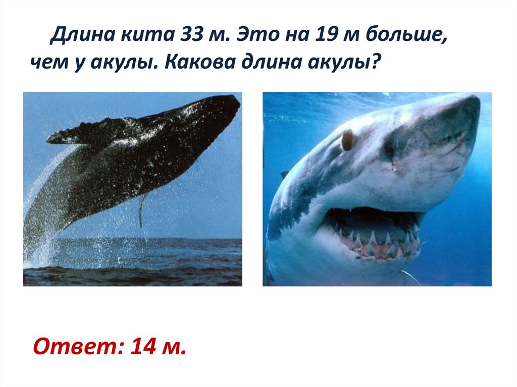 Длина кита 33 м. Это на 19 м больше, чем у акулы. Какова длина акулы?