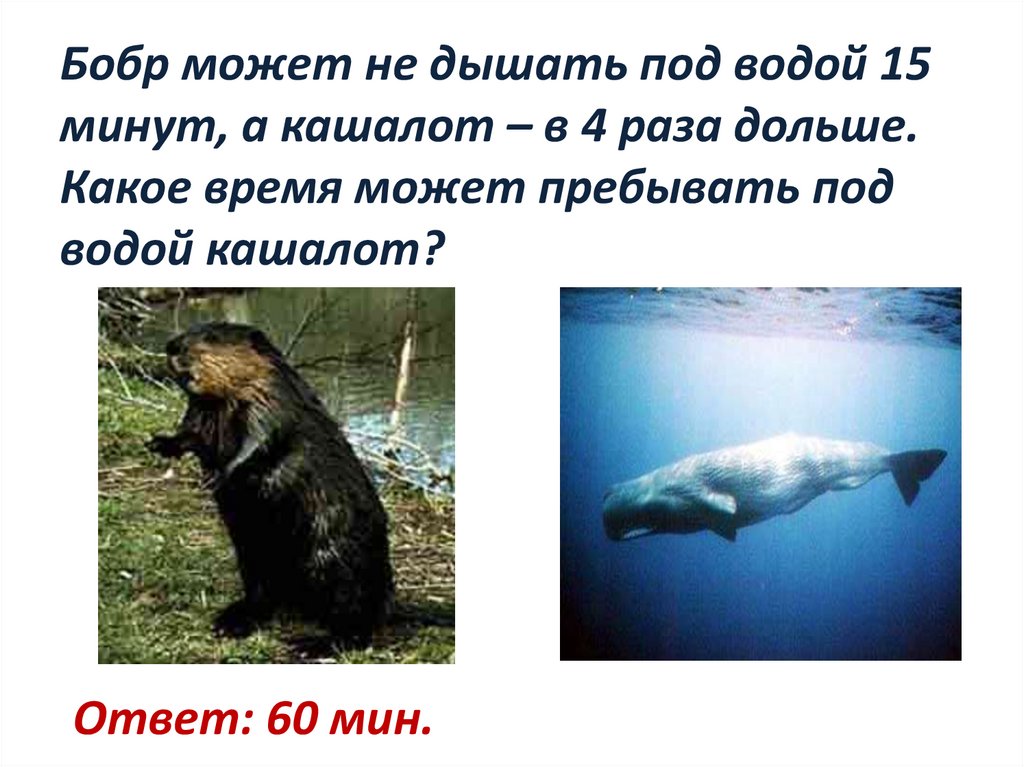 Сколько может человек не дышать под водой. Бобры могут дышать под водой. Сколько времени Кашалот может быть под водой. Сколько бобры могут находиться под водой. Сколько минут Бобр может находиться под водой.