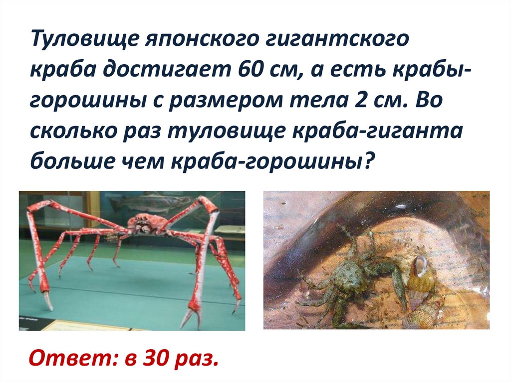 Туловище японского гигантского краба достигает 60 см, а есть крабы-горошины с размером тела 2 см. Во сколько раз туловище