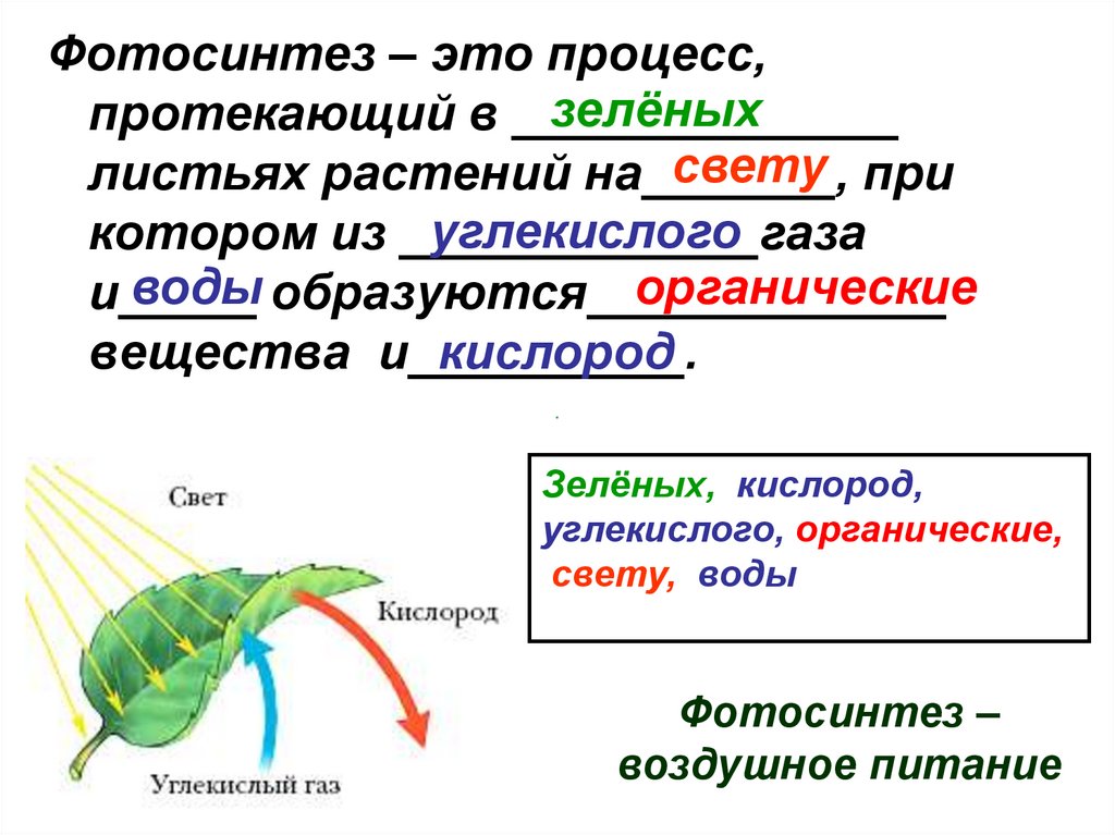 Фотосинтез урок презентация