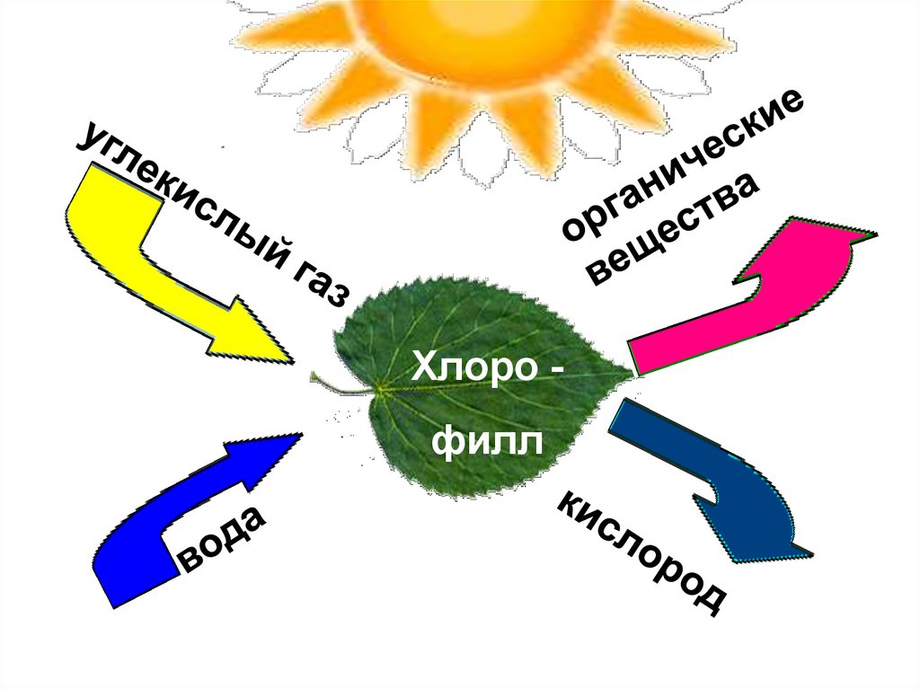 Нужен ли свет при фотосинтезе. Схема фотосинтеза 6. Схема фотосинтеза у растений. Фотосинтез рисунок. Процесс фотосинтеза рисунок.