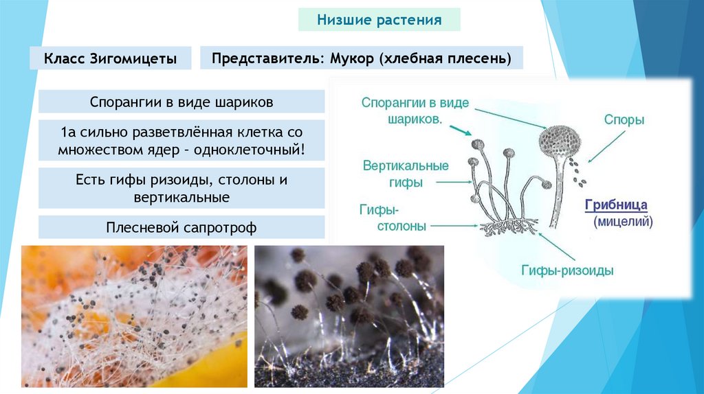 Одноклеточные грибы мукор