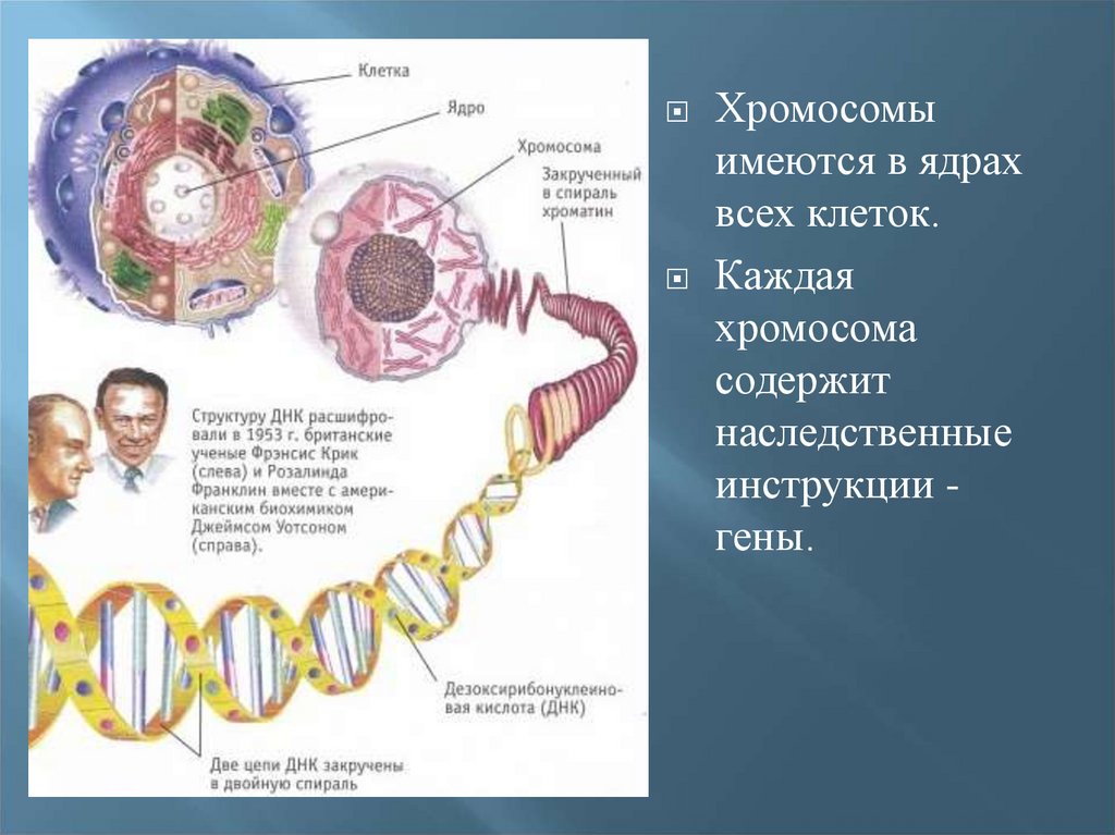 Ядро содержит наследственную информацию. Роль хромосомы в ядре. Структура клетки содержащая хромосомы. Хромосомы строение и функции. Ядро содержит хромосомы.
