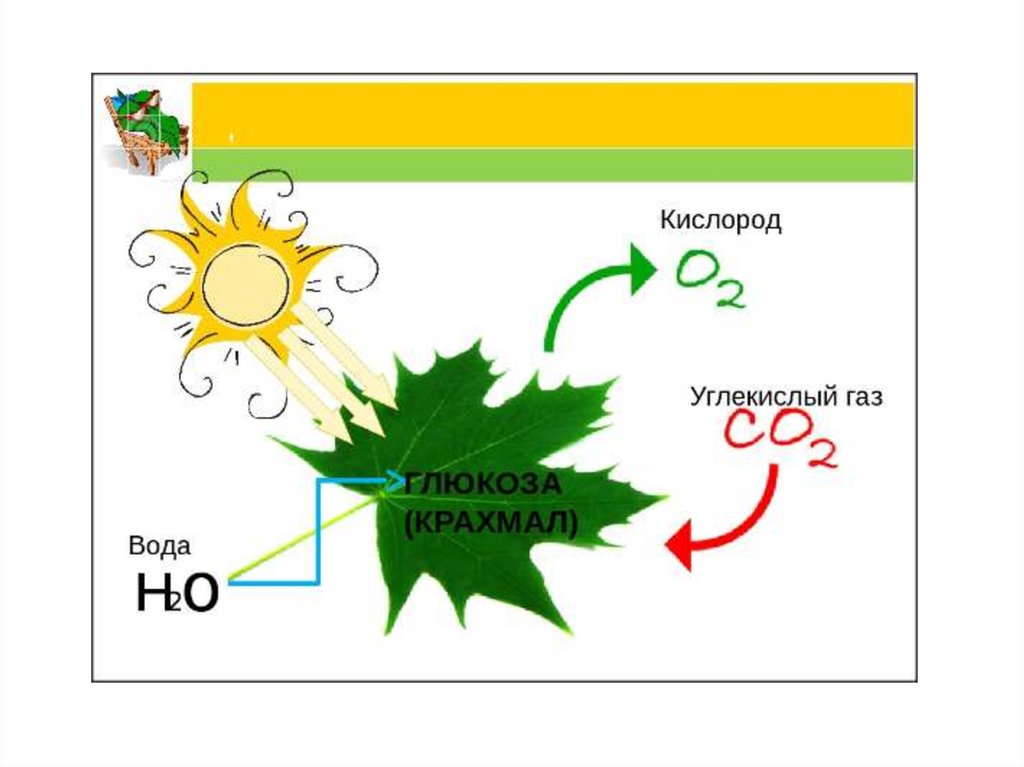 Составьте схему фотосинтеза