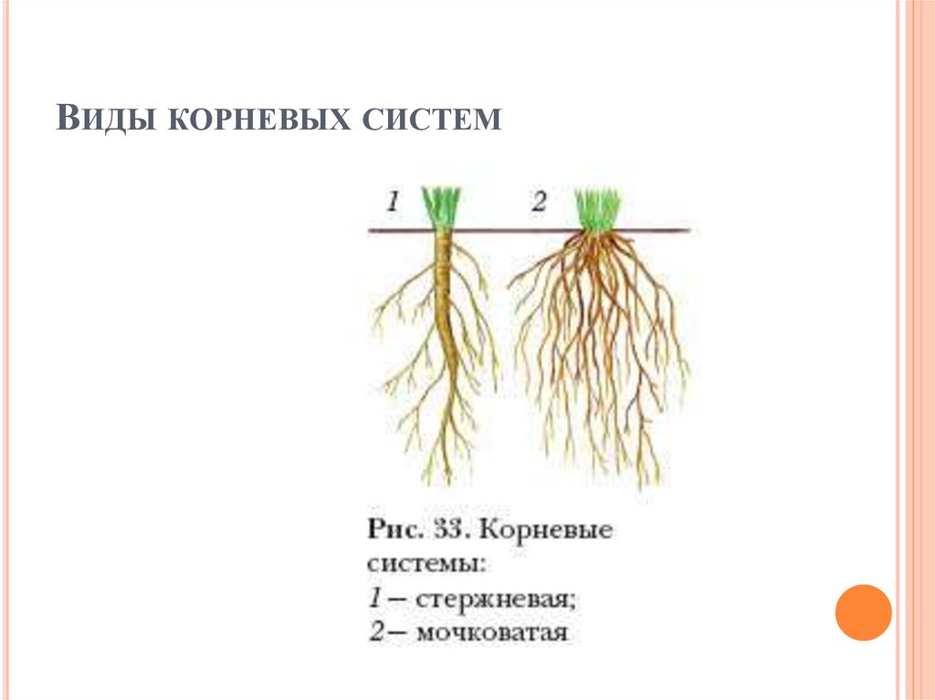 Что значит корневая система. Типы корневых систем. Схема корневой системы. Корень и корневая система.