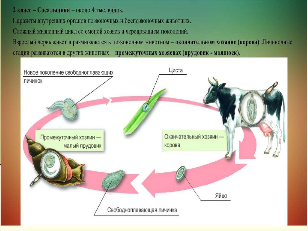 Каким способом размножается печеночный сосальщик в организме. Цикл развития печеночного сосальщика схема 7 класс. Китайский сосальщик жизненный цикл.