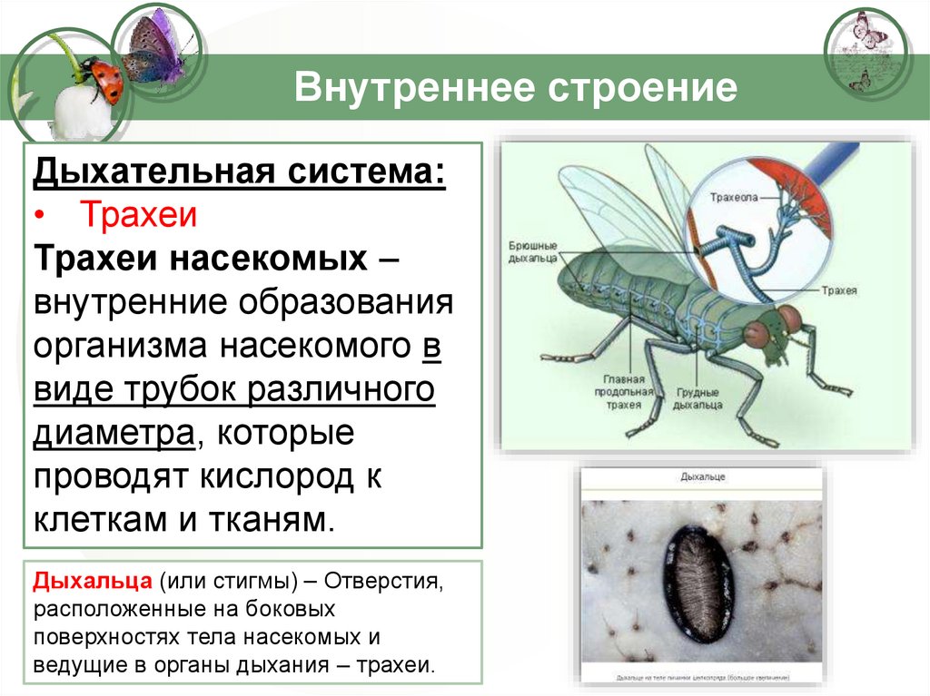 Какие системы у насекомых. Дыхательная система насекомых. Класс насекомые. Внутреннее строение насекомых. Трахейное дыхание у насекомых.