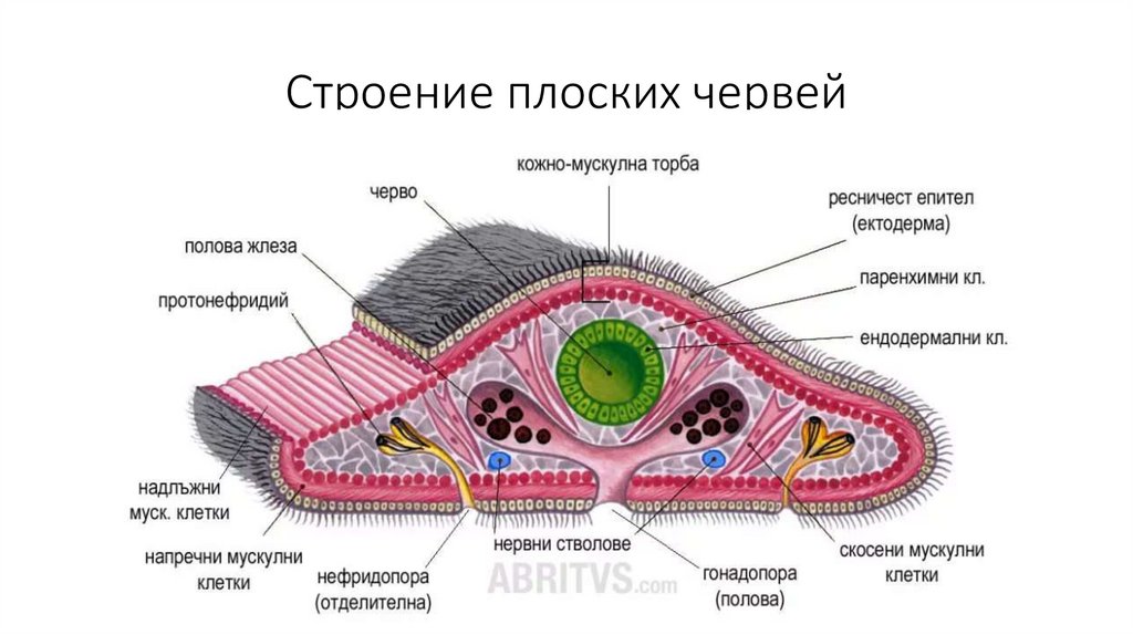 Плоские черви строение тела