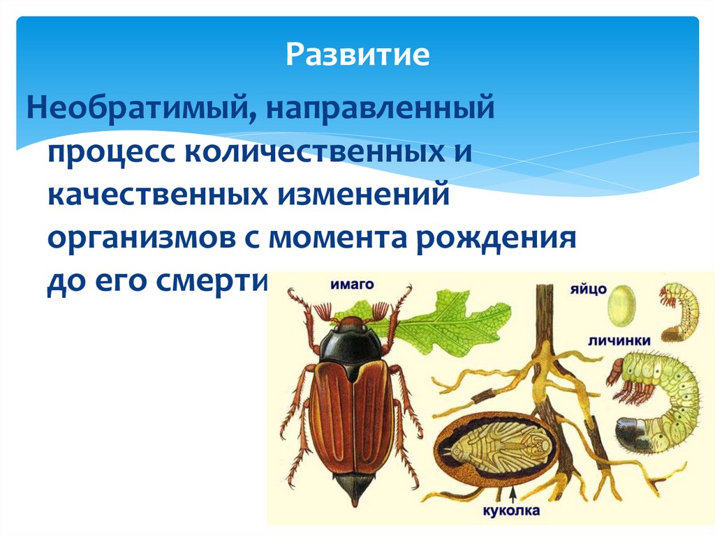 Презентация на тему развитие животных с превращением и без превращения 7 класс