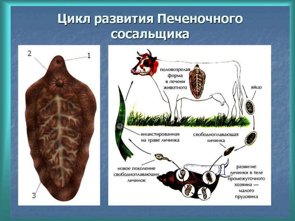 Развитие животных с превращением и без превращения 7 класс презентация