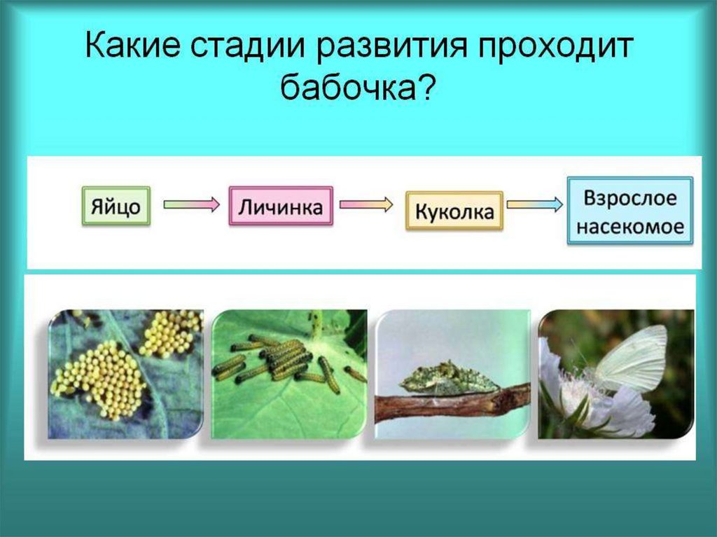 Развитие животных. Какие стадии развития проходит бабочка?. Стадии развития животных. Развитие животных без превращения. Фазы развития животных.