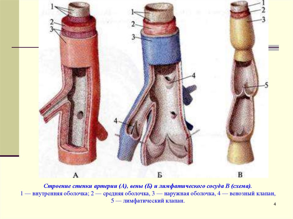 Какие особенности строения артерии. Строение стенки артерии вены и лимфатического сосуда. Внутренняя оболочка лимфатических сосудов. Строение артерии вены и капилляры. Строение стенок лимфатических сосудов лимфокапилляров.