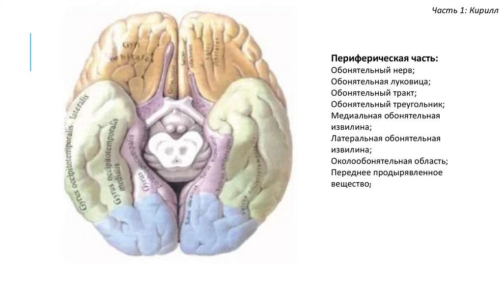 Обонятельный мозг презентация