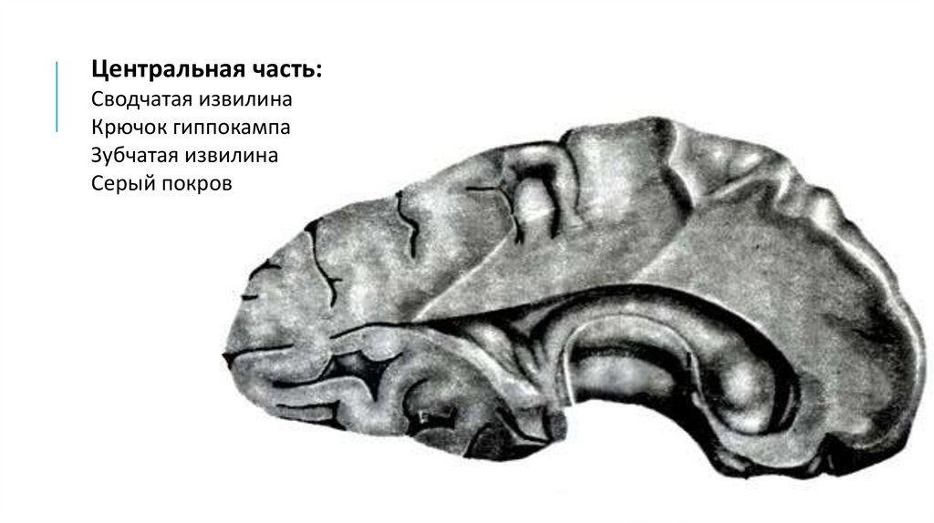 Обонятельный мозг презентация